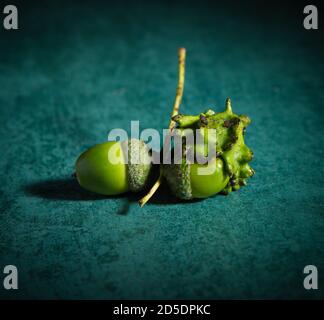 Due ghiande sullo stesso twig uno perfetto e uno sfigurato come un gall knopper. L'immagine potrebbe essere utilizzata come un'immagine concettuale che mostra due lati di una storia. Foto Stock