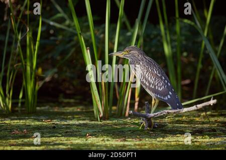 Bird pesca nel lago Foto Stock