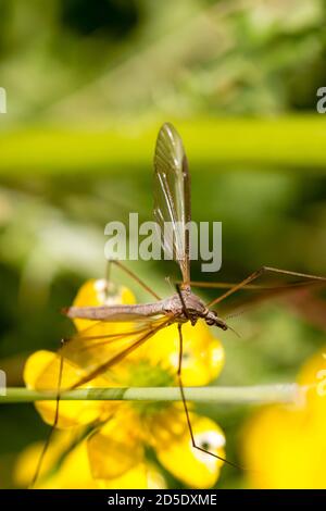 Gru Fly verticale dall'alto Foto Stock