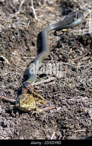 Caccia serpente erba ha catturato una rana Foto Stock