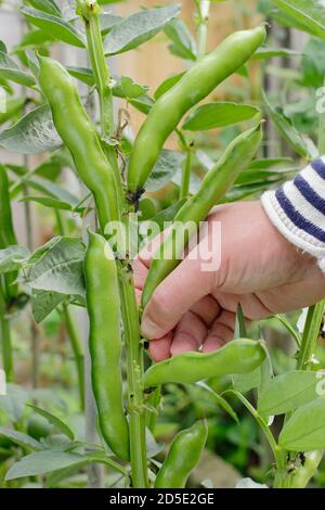 Vicia faba "Bunyard's Exhibition". Raccogliendo i fagioli larghi a mano in un giardino domestico della cucina. REGNO UNITO Foto Stock