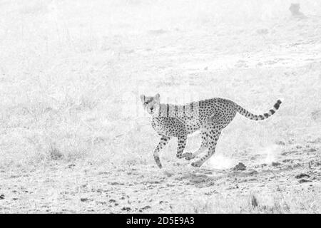 Ghepardo (Achinonyx jubatus) Correndo dopo preda nel Masai Mara del Kenya Foto Stock