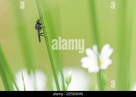 Una mosca di San Marco (Bibio marci) o mosca di Hawthorn, maschio, su erba sopra i fiori di Stitchwort più grandi in un bosco nel Somerset. Foto Stock