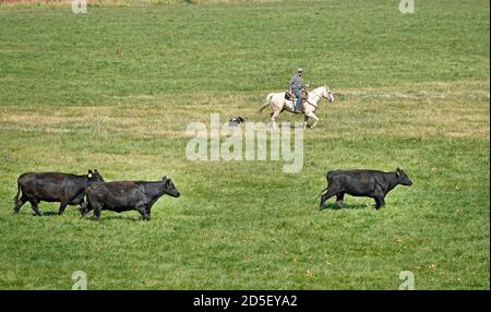 Gli allevatori a cavallo con i cani arrotondano il bestiame nero angus in autunno, spostandoli in un nuovo pascolo, nella regione John Day dell'Oregon centrale. Foto Stock