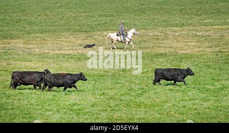 Gli allevatori a cavallo con i cani arrotondano il bestiame nero angus in autunno, spostandoli in un nuovo pascolo, nella regione John Day dell'Oregon centrale. Foto Stock