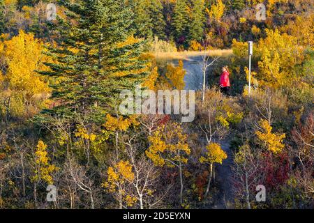 Colore autunnale, Edworthy Park, Calgary, Alberta, Canada Foto Stock