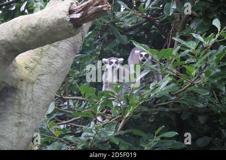 Lemur con coda ad anello allo zoo di Chester Foto Stock