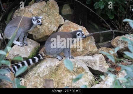 Lemur con coda ad anello allo zoo di Chester Foto Stock