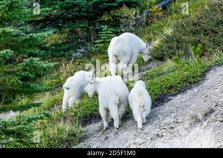 Caprini di montagna che pascolano, Mt. Kerkeslin, Jasper National Park, Alberta, Canada Foto Stock