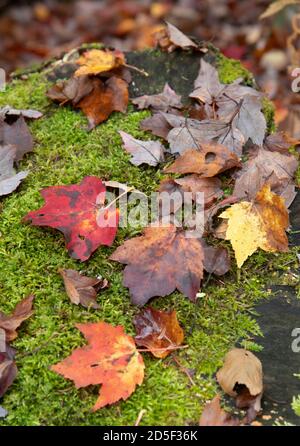 Foglie cadute su una roccia ricoperta di muschio a Moretown, Vermont, USA Foto Stock