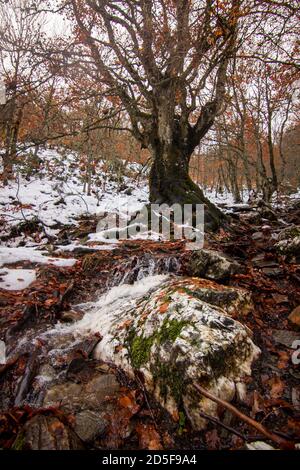 Parco Naturale la Pedrosa Hayedo a Riofrío de Riaza. Paesaggio di neve e foglie cadute nel mese di novembre. A Segovia e Madrid Foto Stock