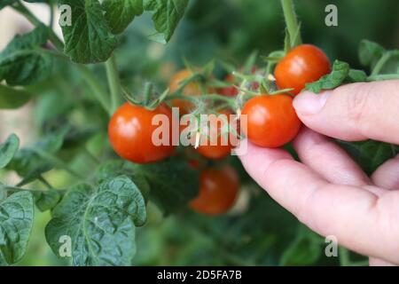 La donna raccoglie i pomodori ciliegini da un ramo, le mani femminili da vicino Foto Stock