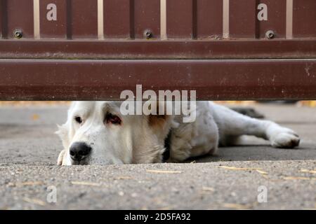 Guardate il cane disteso il naso fuori da sotto il cancello. Concetto di sicurezza domestica Foto Stock