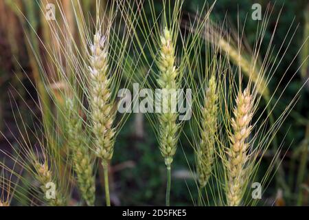 Il frumento maturo in attesa di essere raccolto sul campo Foto Stock