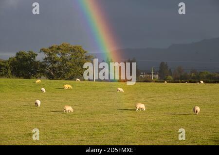 Croftamie, Stirlingshire, Scozia, Regno Unito. 13 ottobre 2020. UK Weather - Shasting rainbow during a short sharp shower in Croftamie, Stirlingshire, Scotland Credit: Kay Roxby/Alamy Live News Foto Stock