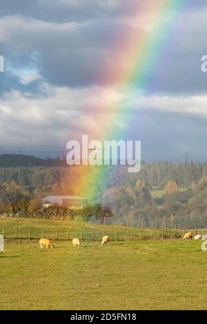 Croftamie, Stirlingshire, Scozia, Regno Unito. 13 ottobre 2020. UK Weather - Shasting rainbow during a short sharp shower in Croftamie, Stirlingshire, Scotland Credit: Kay Roxby/Alamy Live News Foto Stock