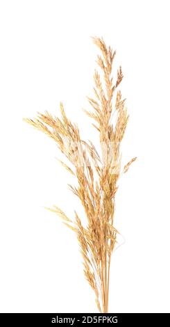 Fiori secchi selvaggi di spiraletti, isolati su sfondo bianco. Fiori di Spikelet piante di prato selvatico. Foto Stock