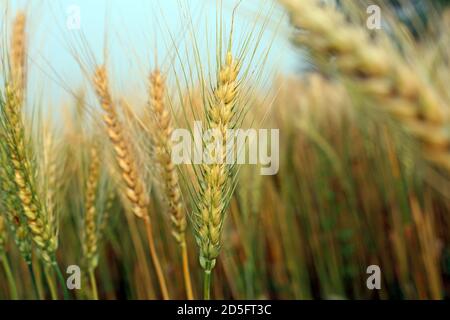 Mietitrebbia per la raccolta di frumento maturo sul campo Foto Stock