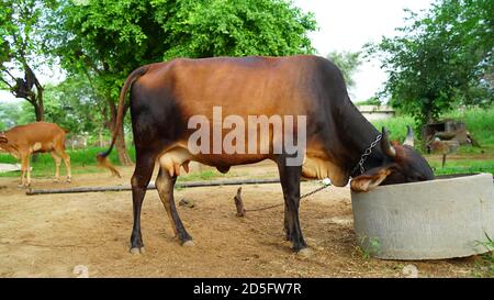 Vacca che mangia foraggio in un campo di coltivatore. In Rajasthan, l'allevamento animale è la principale fonte di reddito dei coltivatori nel villaggio. Foto Stock