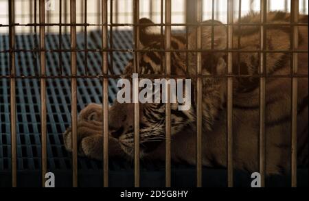 tristezza tigre in gabbia zoo da natura fauna selvatica ad essere pet Foto Stock