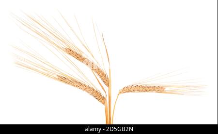 Secchi spikelets di grano, isolati su sfondo bianco. Foto Stock