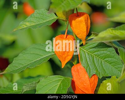 Fiore di lanterna cinese, Physalis alkekengi, con frutti maturi Foto Stock