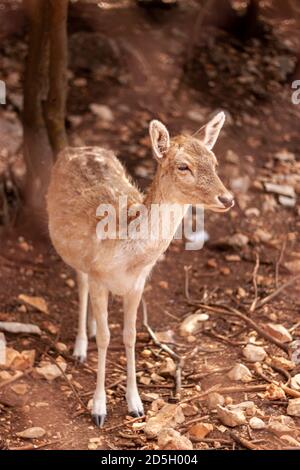 Primo piano immagine ritratto isolata di un capriolo fieno (Dama dama) nella Riserva della Biosfera di Dana in Giordania. L'animale carino è in piedi su coperchio di suolo rosso Foto Stock