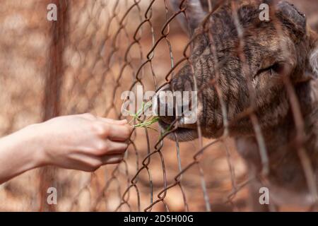 Primo piano immagine isolata che mostra una donna caucasica che offre un po 'di erba verde a un cervo fawn attraverso la catena di collegamento recinto. L'animale carino in natu Foto Stock