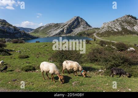 Pecore mangiare erba sul lago enol. Parco Nazionale Picos de Europa. Cangas de Onis. Lagos de Covadonga. Asturie. Spagna Foto Stock