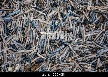 Gli strati Cretacei consolidati formano delle scogliere attive a nord della città di Hunstanton sulla costa orientale del Washington. Foto Stock