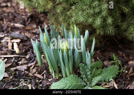 Closeup shot of the first shoots of daffodils in the garden at home Foto Stock