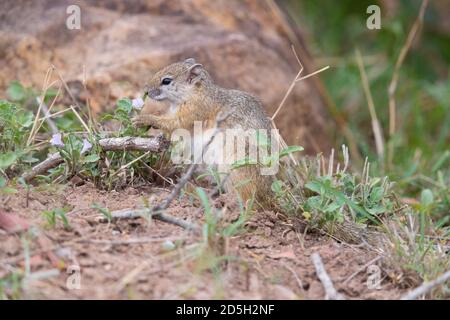 Scoiattolo di Bush di Smith (Paraxerus cepapi), vista laterale di un adulto che alimenta su una pianta, Mpumalanga, Sudafrica Foto Stock