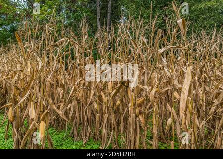 Il mais è ancora rimasto sui gambi di mais secchi ancora in piedi in un campo di fattoria in attesa di essere raccolto con il boschi sullo sfondo in autunno Foto Stock