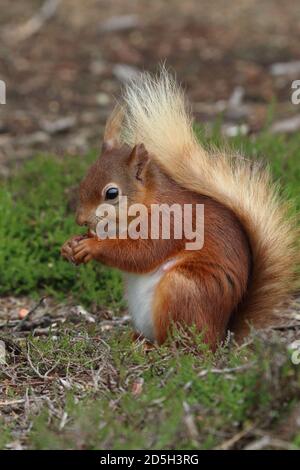 Un primo piano di uno scoiattolo rosso nel nord-est dell'Inghilterra. Foto Stock