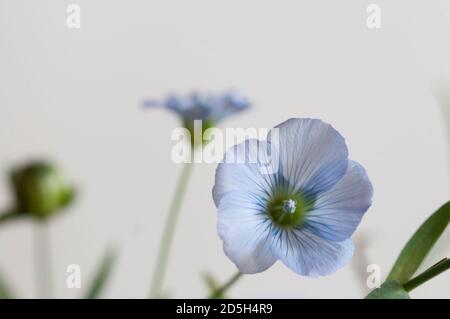 Di lino (Linum usitatissimum) fiori su sfondo chiaro, close up shot, messa a fuoco locale Foto Stock