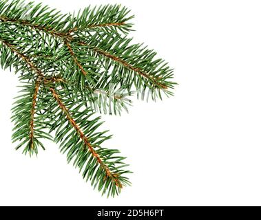 Ramo di abete isolato su sfondo bianco. Ramo di pino. Ornamento di Natale. Foto Stock