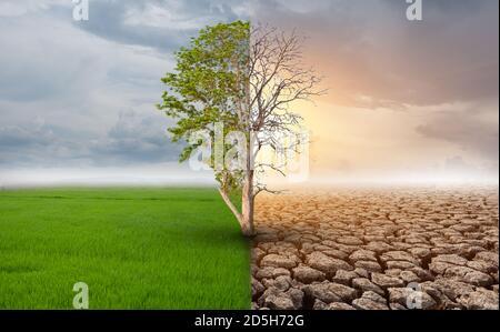 Mezzo albero vivo e mezzo albero morto in piedi nelle aree del paesaggio, il concetto di clima è cambiato e riscaldamento globale Foto Stock