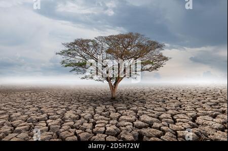 Crescita di albero grande su suolo cracked in aree aride di orizzontale Foto Stock