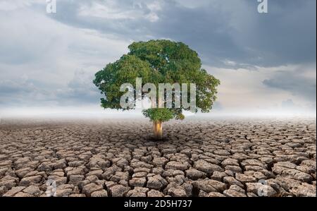 Crescita di albero grande su suolo cracked in aree aride di orizzontale Foto Stock