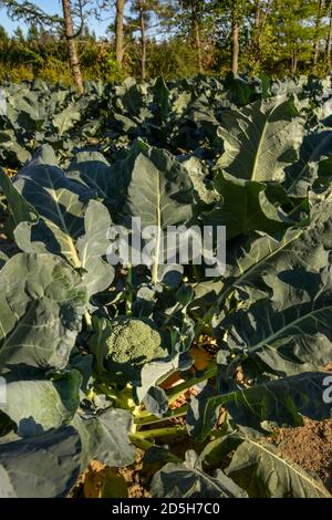 Grandi broccoli verdi pronti per essere raccolti in un sole Campo in Quebec Canada Foto Stock