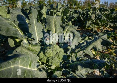 Grandi broccoli verdi pronti per essere raccolti in un sole Campo in Quebec Canada Foto Stock