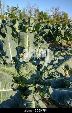 Grandi broccoli verdi pronti per essere raccolti in un sole Campo in Quebec Canada Foto Stock