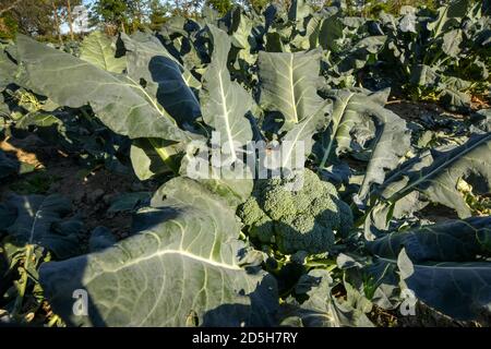 Grandi broccoli verdi pronti per essere raccolti in un sole Campo in Quebec Canada Foto Stock