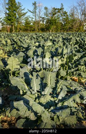 Grandi broccoli verdi pronti per essere raccolti in un sole Campo in Quebec Canada Foto Stock