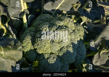 Grandi broccoli verdi pronti per essere raccolti in un sole Campo in Quebec Canada Foto Stock