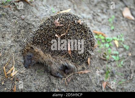 Potsdam, Germania. 05 ottobre 2020. C'è un riccio morto sul lato della strada. Credit: Soeren Stache/dpa-Zentralbild/ZB/dpa/Alamy Live News Foto Stock