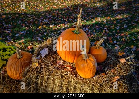 Fotografia di Halloween Pumpkins su balle di fieno, con foglie di caduta a terra Foto Stock