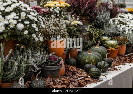 Mostra di raccolta con zucche e fiori nel giardino botanico Foto Stock