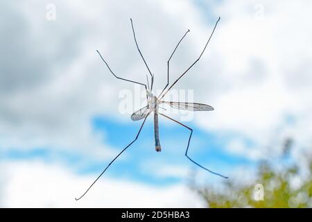 Immagine macro di una libellula trasparente su una finestra Foto Stock