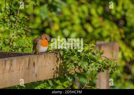 Robin molto carino seduto sulla recinzione Foto Stock